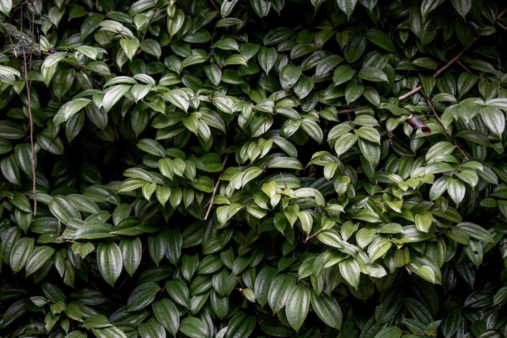 Greenwood Edge Kandy Exteriér fotografie